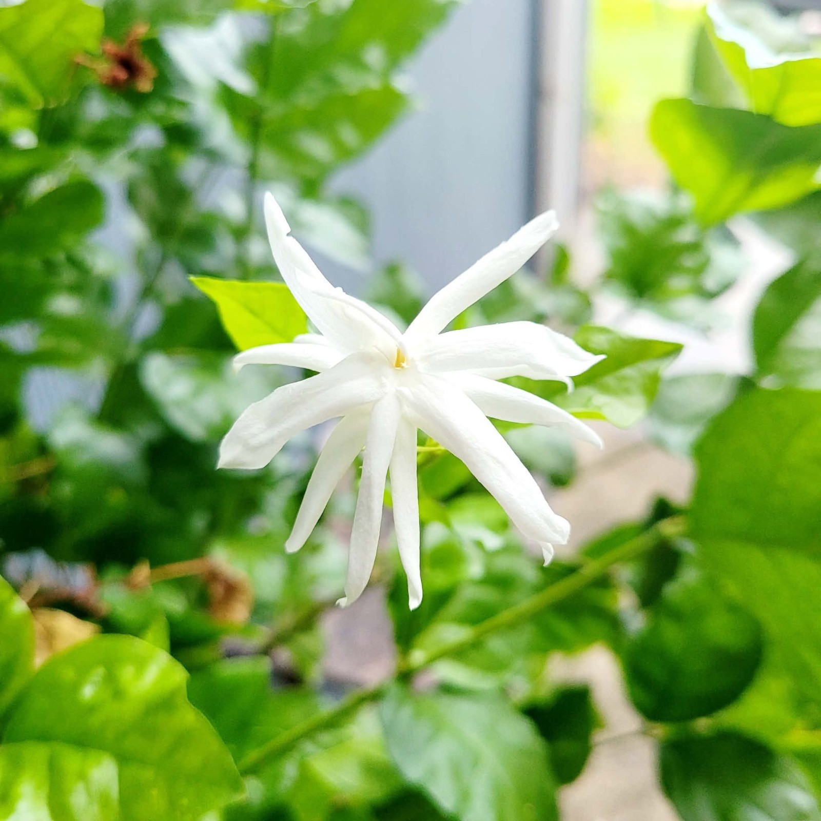 Belle Of India Jasmine, Jasminum Sambac Rooted Starter Plant Double Fragrant