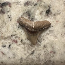 BULL SHARK TOOTH