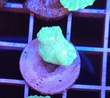 Live Coral Frag Robbie's Corals Green Candy Cane Coral One Head