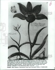 1993 Press Photo Botanical Illustration of a Tulip From 1593 - hca56619