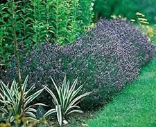 Lavandula angustifolium Hidcote   500 seeds