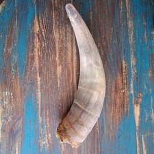 1 x  Kuhh&ouml;rner Rinderh&ouml;rner Stierh&ouml;rner  Horn