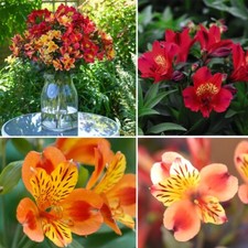 Alstroemeria Summer Trio Vibrant Compact and Hardy Variety 6x Jumbo