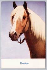 Domingo Palomino Horse Close Up Portrait Standard Arts Berkeley CA Postcard