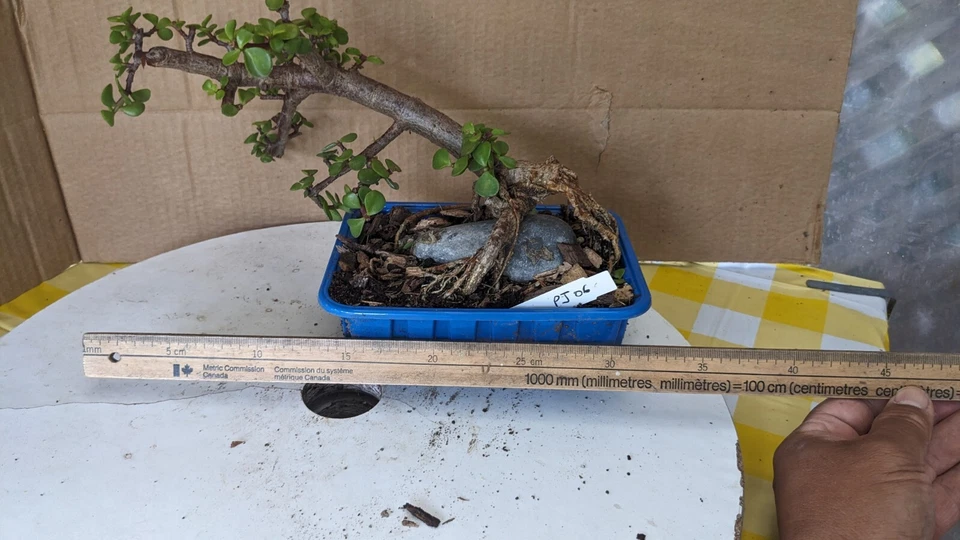 Pre Bonsai -mini Jade-Portulacaria -Unique Fantastic -Easy Care Tropical (PJ06) - Image 2 of 4