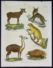 1816 John Wilkes Antique Print of American Elk, Lynx, Ant Eaters & Llama