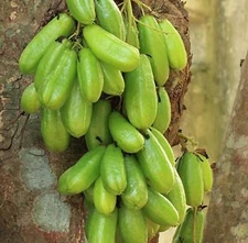 Fresh Green Bilimbi100  Seedss (Averrhoa bilimbi linn) Cucumber Tree
