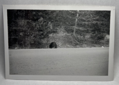 Vintage Old Photo Image Antique Picture View of Bear in Woods Far