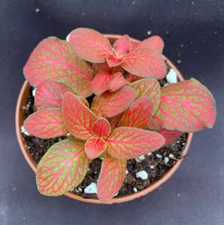 Fittonia Red Flame,  Low Growing, Colorful,  Rooted Plant Shipped in 3" Pot