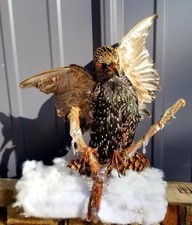 Starling Black Bird Taxidermy Curiosities Oddities Display Witch Craft Decor