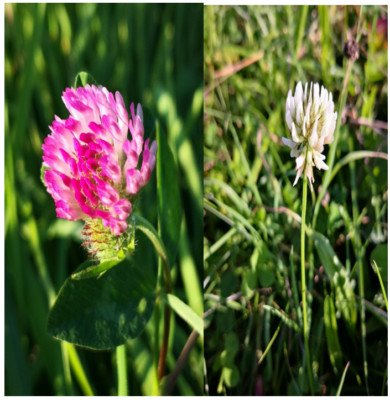 30000+ Samen Klee Mix Rot - Weiß Bienen Schmetterling Weide Futterpflanze Dünger