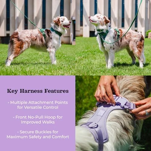 Dog Harness and Leash Set |  No Pull Dog Harness and Waterproof Medium Lilac