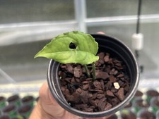 Monstera Obliqua Peru Aroid Rooted