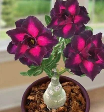 4 DBL Dark Purple Pink Desert Rose Seeds Adenium Flower Perennial Seed