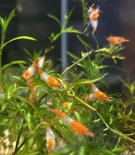   20 2 Orange Rili Neo Shrimp   Live Guarantee   Free Shipping   USA  
