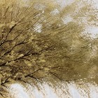 Gold tree modern art oil painting on canvas 24 x 36, texture, gold Leaf. — photo 5