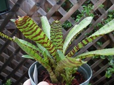 Neoregelia TIGER CUB bromeliad one tropical plant SMALL 