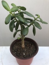Jade Plant Money Tree With Pot Bonsai Jade Crassula Argentea Lucky Plant 8  