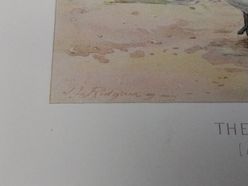 7 Original Antique Prints Denton Fuertes & Others Ducks Deer Birds & More - Picture 12 of 24