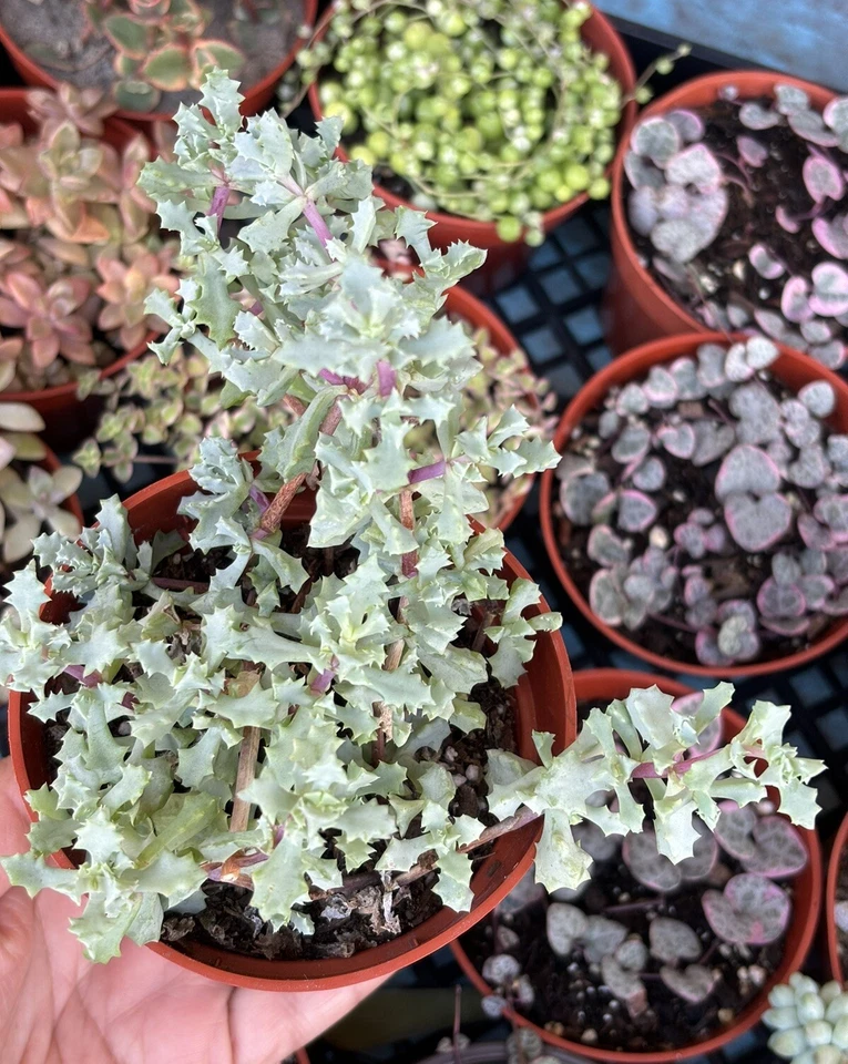 4” Oscularia Deltoides ‘Pink Ice Plant’ - Image 2 of 4