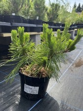 Japanese Red Pine 'Low Glow' (2L) Tree - Pinus densiflora 🇬🇧 UK Grown - Bonsai