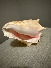 🐚 Large Natural Queen Pink Conch Shell 10" Bahamian Seashell Ocean Decor