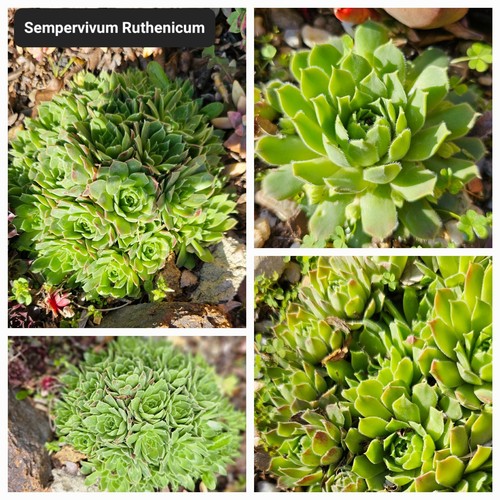 Sempervivum 10 Pack(D) With Roots / No Repeats - Picture 6 of 24