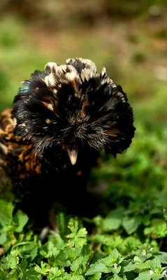 #ad 6 Polish Chicken Hatching Egg Assortment: Candy Corn Tolbunt and Frizzle $50.00