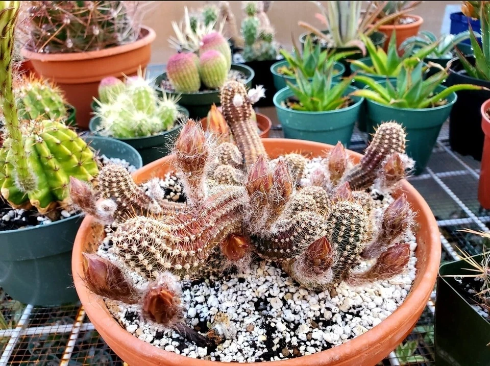 Echinopsis chamaecereus hybrid | peanuts cactus (15 seeds) - Image 4 of 4