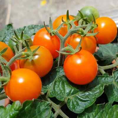 #ad #ad 15 ORANGE DREAM MICRO DWARF TOMATO SEEDS AREOGARDEN 2026 NON GMO $2.58