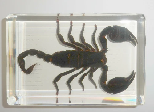 4.7" Black Scorpion Asian Forest Scorpion Clear Block Education Insect Specimen - Picture 4 of 10