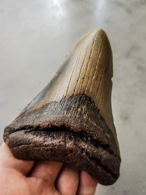 Megalodon Haizahn 11.2x8.7 cm gezackter Hai Zahn Fossil Meg Gute Qualität
