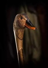 Wooden walking stick hand carved bird handmade wooden walking cane