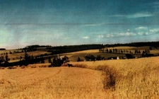 Harvest Time At Typical Prince Edward Island Farm,  Vintage Continental Postcard
