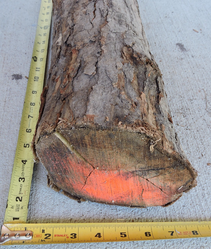 15" White Oak Wood Log Split Intact Swedish Torch Crafts Decor 5"D (C) - Picture 13 of 13