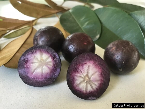 Star Apple (Chrysophyllum cainito) Fruit Tree Plant - image 2 of 4