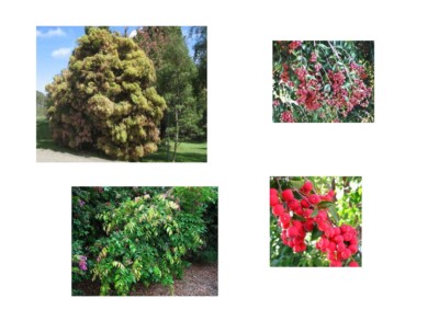 Small Leaf Lilly Pilly Syzygium Cascade Tree Plant Fresh Seeds 25 Ebay