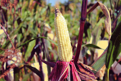 50 KANDY KORN CORN Sweet Yellow Corn Red Husk H.S.E. Zea Mays