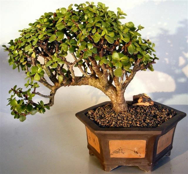 Piedra pómez, superficie y lava 2 gal. Mezcla de suelo para suelo bonsai de larga duración - ENVÍO RÁPIDO Foto 2 de 3