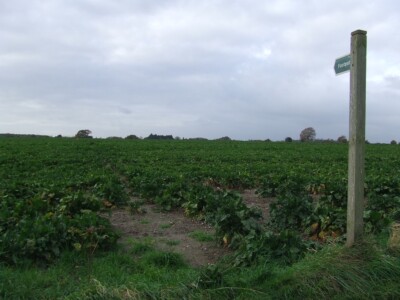 Photo 6x4 Across Field Of Beet Hulver Street Footpath across a field of S c2015
