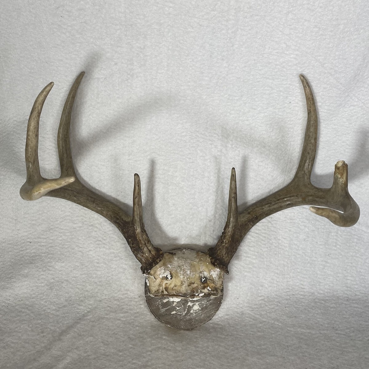 Vintage Whitetail Deer Antler Rack 8 Point Skull Cap Mount Man