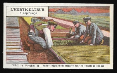 L' Horticulteur - Le repiquage - Métier - Chromo Blédine - Trade Card