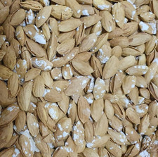 Almonds Roasted Salted In  Open-Shell  Premium Quality, Fresh and Crunchy