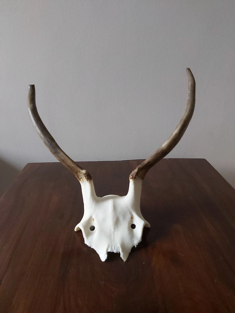Stags skull deals