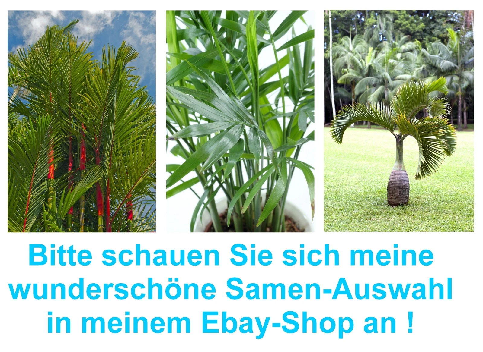 Bild 1 von 1