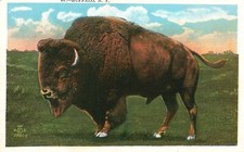 Vintage Postcard 1910 Linkin Park Herd Buffalo Zoological Place Chicago Illinois