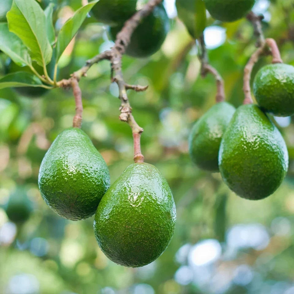 Grafted Choquette Avocado (Persea americana) Live Fruit Tree (10in-2ft) - Image 3 of 4