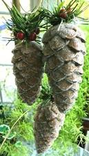PINECONE ORNAMENT W/ SPARKLING BEADED COATING