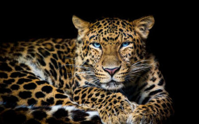 Wandbild: Nordchinesischer Leopard Panthera pardus japonensis mit [...]