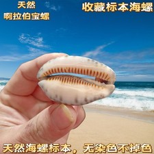 5-6cm Natural Arabian Conch Shell Specimen Aquarium Home Decor Ornament